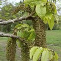 Pterocarya fraxinifolia fleur (3)